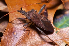 Leptoglossus corculus