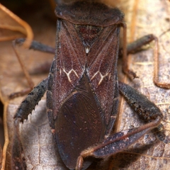 Leptoglossus corculus
