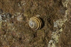 Austrocochlea constricta