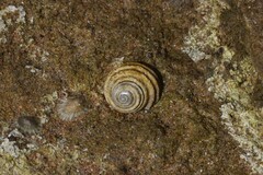 Austrocochlea constricta