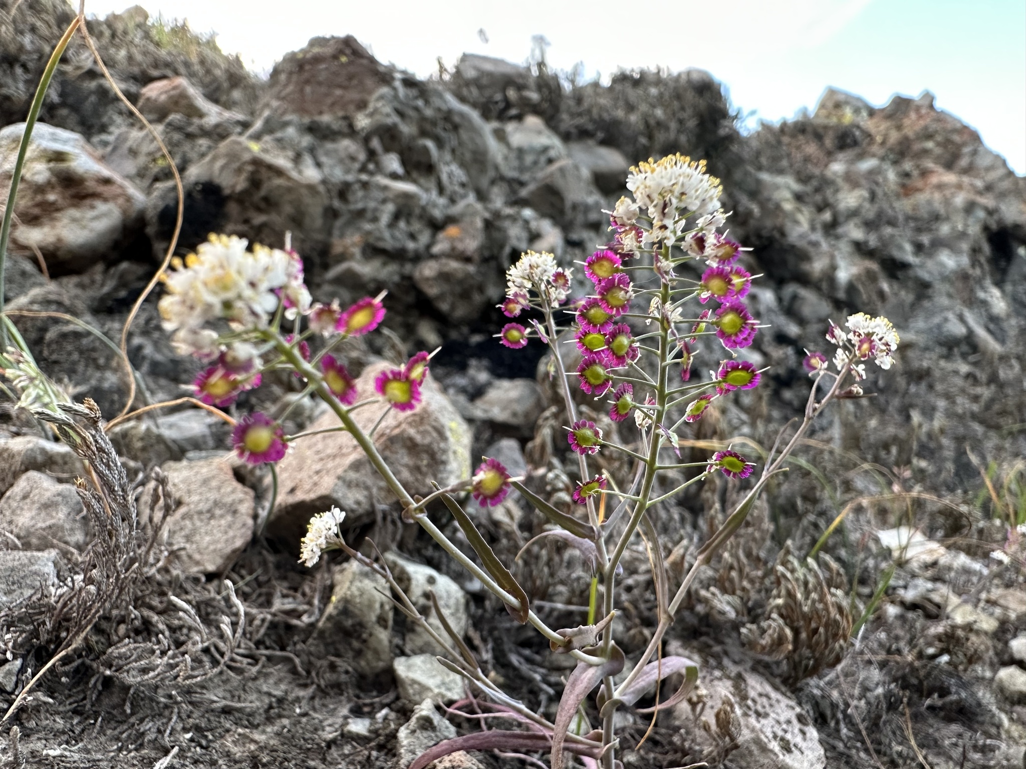 Thysanocarpus conchuliferus
