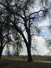 Quercus lobata