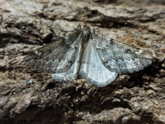 Alsophila aescularia
