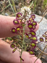 Thysanocarpus conchuliferus