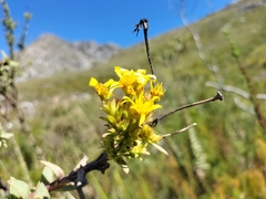 Osteospermum corymbosum