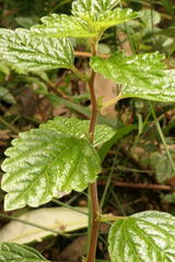 Urtica incisa