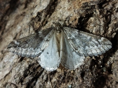 Alsophila aescularia