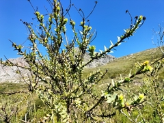 Osteospermum corymbosum