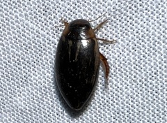 Coptotomus