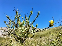 Osteospermum corymbosum