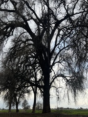 Quercus lobata