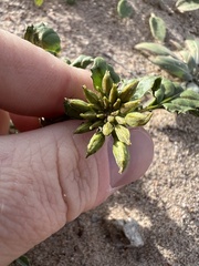 Chylismia