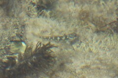 Bovichtus angustifrons