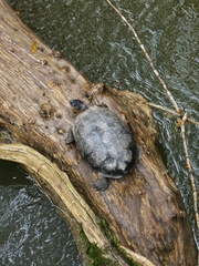 Rhinoclemmys funerea