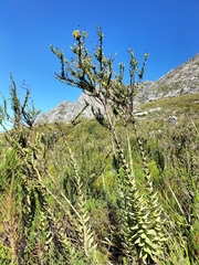 Osteospermum corymbosum
