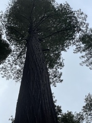 Sequoia sempervirens