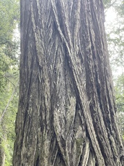 Sequoia sempervirens
