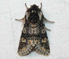 Psaphida thaxterianus