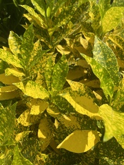 Codiaeum variegatum