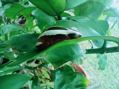 Afrixalus fornasini