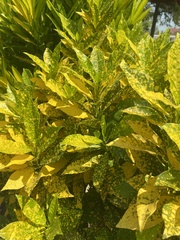 Codiaeum variegatum