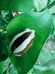 Afrixalus fornasini