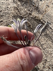 Androstephium breviflorum