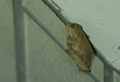 Kurixalus eiffingeri