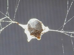 Socca pustulosa
