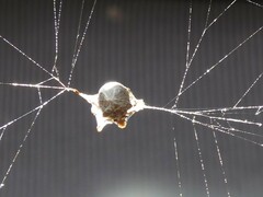 Socca pustulosa