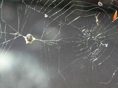 Socca pustulosa