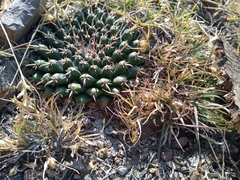 Mammillaria uncinata
