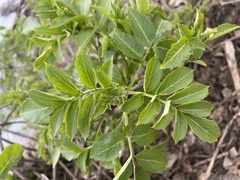 Sambucus cerulea