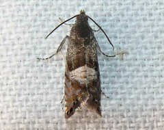 Sereda tautana