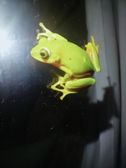 Hyperolius tuberilinguis