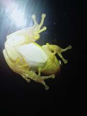 Hyperolius tuberilinguis