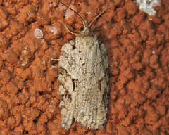 Acleris ptychogrammos
