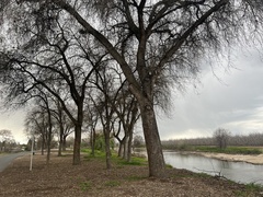Quercus lobata