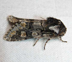 Psaphida thaxterianus