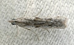 Cryptoblabes hemigypsa