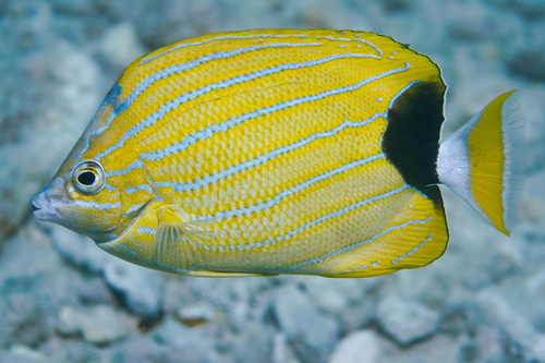 Blue-lined butterfly (Chaetodon fremblii) — Chaetodontidae — 4