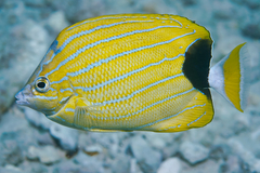 Chaetodon fremblii