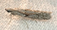 Cryptoblabes hemigypsa