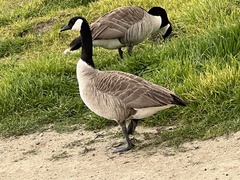Branta canadensis