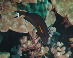 Acanthurus olivaceus