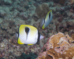 Chaetodon unimaculatus