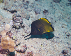 Forcipiger longirostris