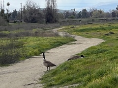 Branta canadensis