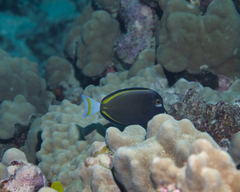 Acanthurus nigricans