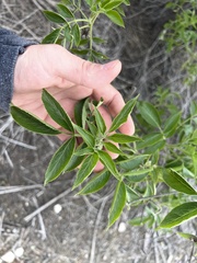 Sambucus cerulea
